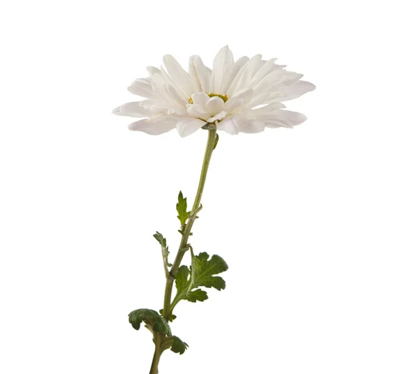 分離した白い菊 — ストック写真