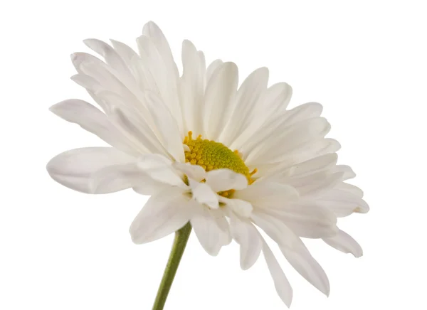 Crisantemo blanco aislado —  Fotos de Stock