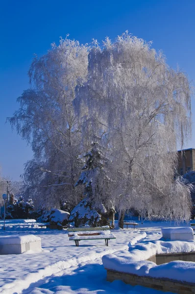 Деревья в морозе в парке — стоковое фото