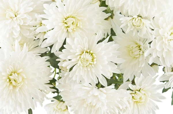 Bílé chryzantémy — Stock fotografie