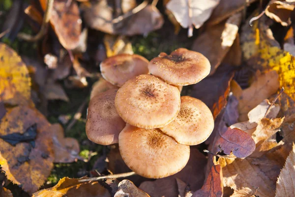 Cogumelos da queda — Fotografia de Stock