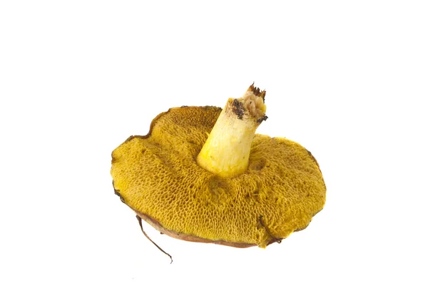 절연 boletus 버섯 — 스톡 사진