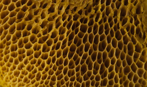 Pyszne grzyby tekstura — Zdjęcie stockowe