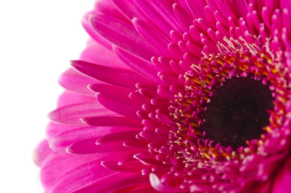 Rosa Gerbera isoliert — Stockfoto