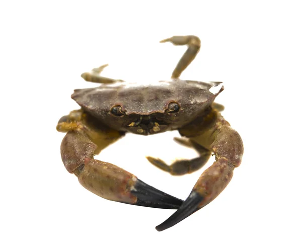 Crab isolated — Stock Photo, Image