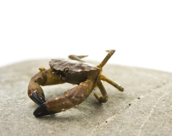 Crab isolated — Stock Photo, Image