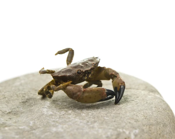 Crab isolated — Stock Photo, Image