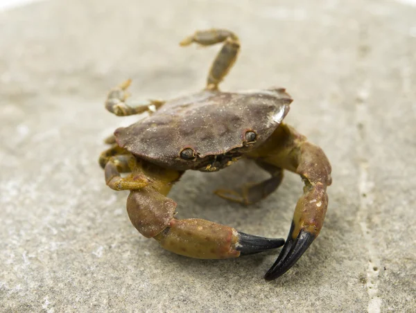 Crab — Stock Photo, Image