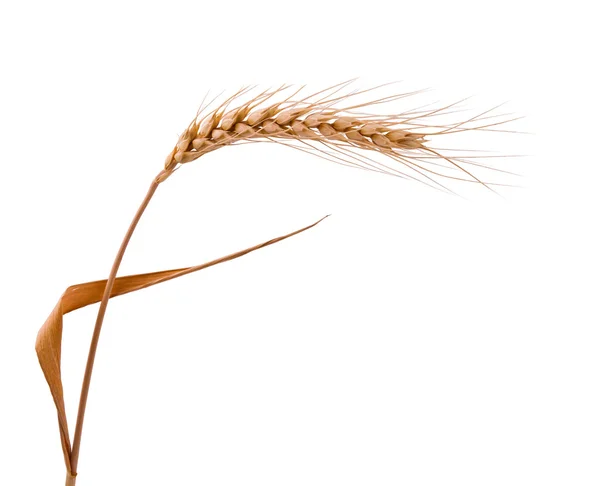 Вухо пшениці ізольоване — стокове фото