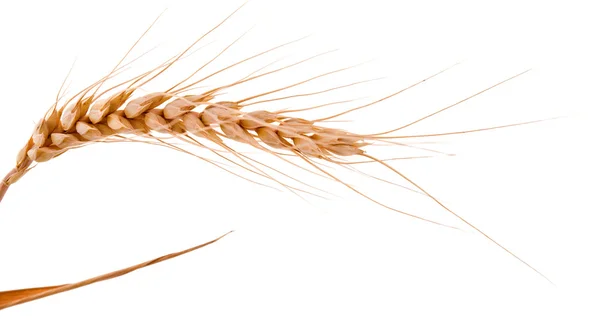 Ear of wheat isolated — Stock Photo, Image