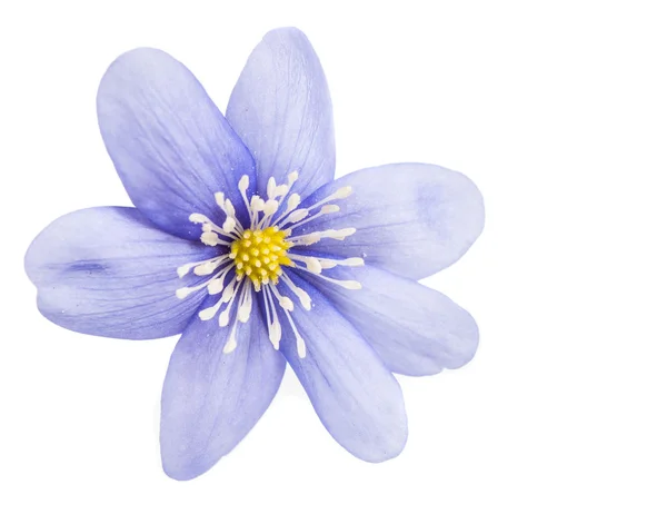 Hepatica nobilis — Stockfoto