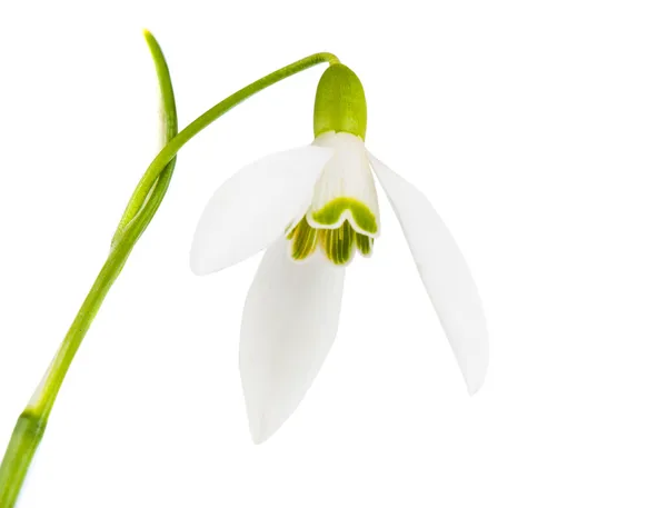 Snowdrop flowers isolated — Stock Photo, Image