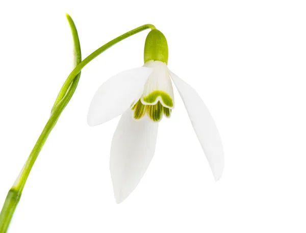 Flores queda de neve isolado — Fotografia de Stock