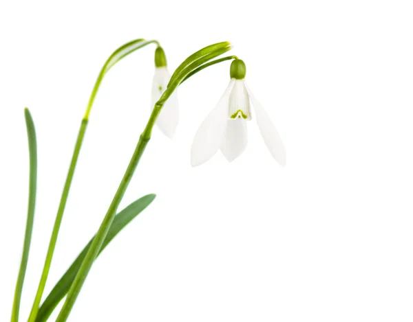 Λουλούδια λευκόιο απομονωθεί — Φωτογραφία Αρχείου