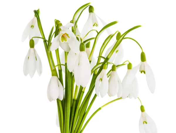 Snowdrop flowers isolated — Stock Photo, Image