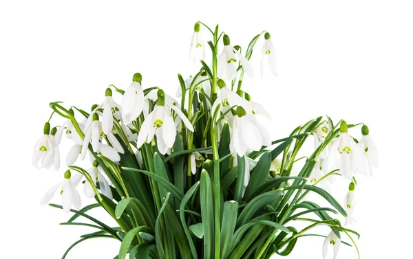 Snödroppe blommor isolerade — Stockfoto