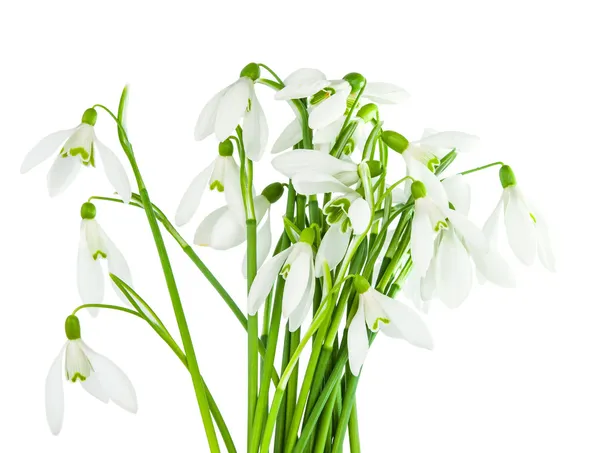 Fleurs de chute de neige isolées — Photo