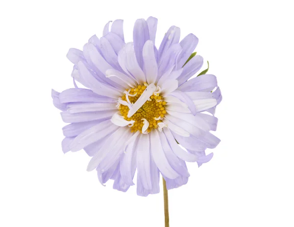 Asteroidenblume isoliert — Stockfoto