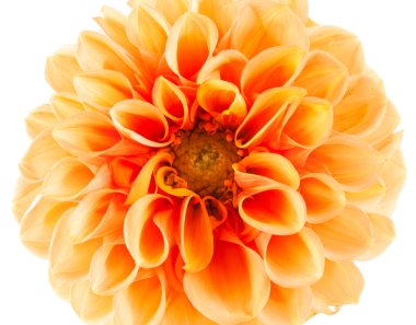 Turuncu yıldız çiçeği