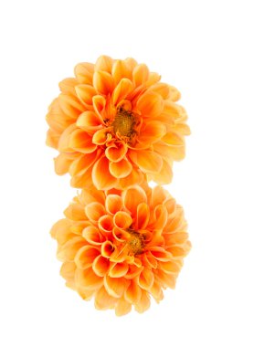 Turuncu yıldız çiçeği