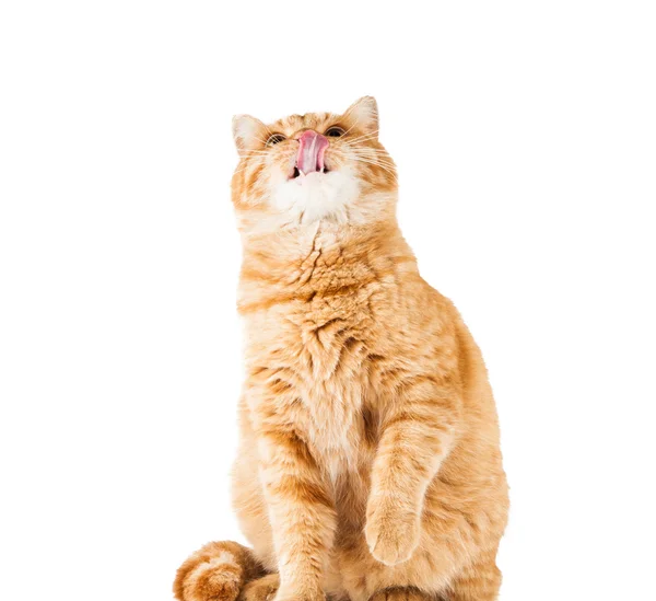 Rode kat — Stockfoto