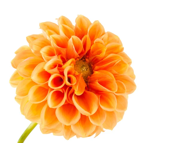 Oranžový dahlia — Stock fotografie