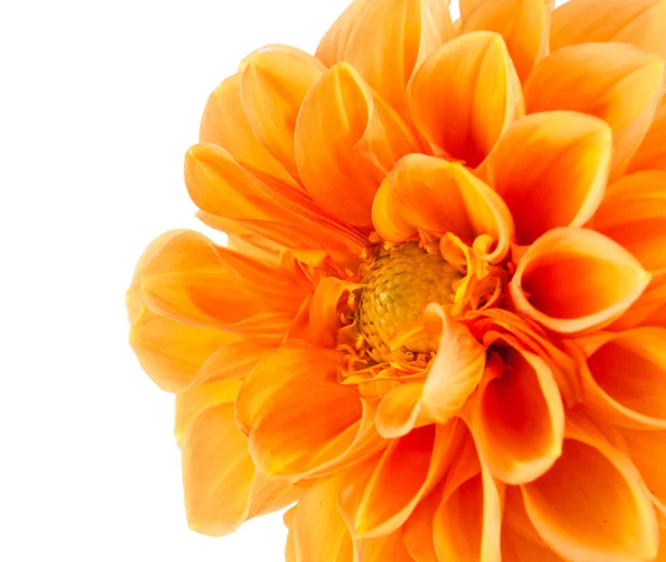 Orange dahlia — Stockfoto