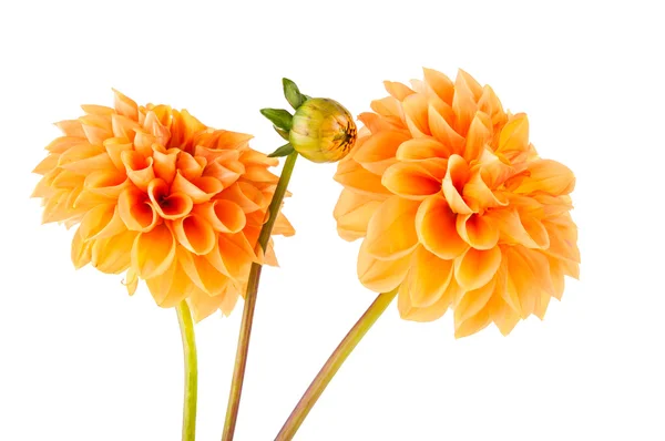 Orange dahlia — Stockfoto