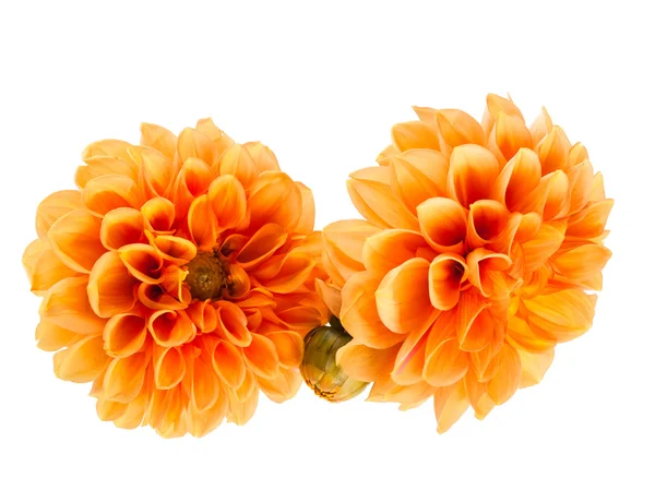 Orange dahlia — Stock Photo, Image