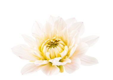 beyaz renk dahlia izole stüdyo çekim