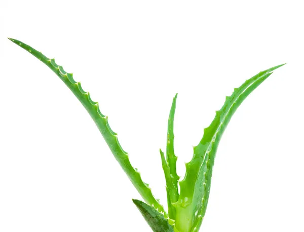 Aloe isolado — Fotografia de Stock