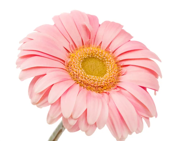 孤立的粉色非洲菊 — 图库照片