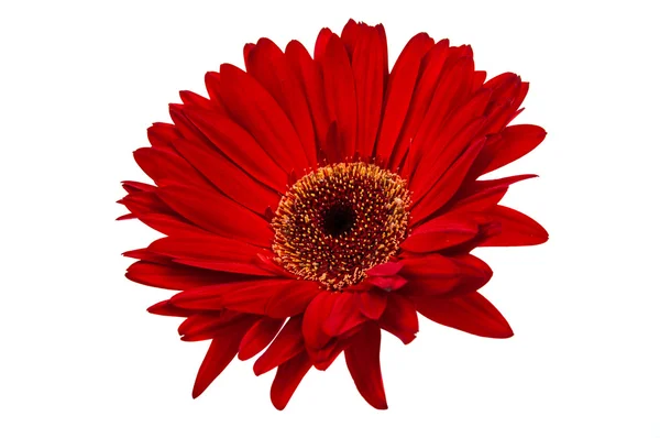 Gerbera aislada —  Fotos de Stock