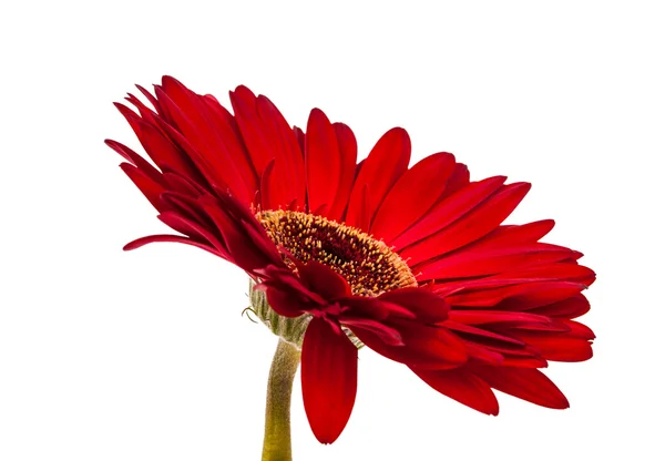 Gerbera isolado — Fotografia de Stock