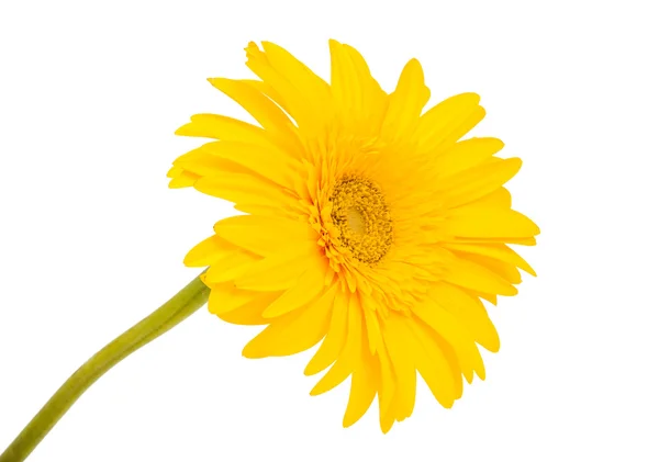 Gerbera flowers isolated — Stock Photo, Image