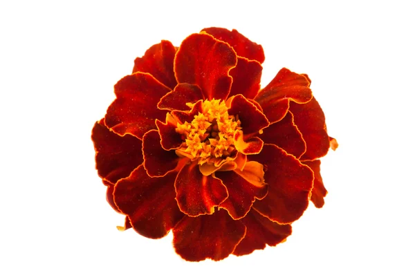 Izole kırmızı marigolds — Stok fotoğraf