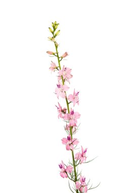 kır çiçekleri izole