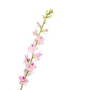 kır çiçekleri izole