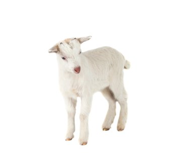 izole küçük keçi