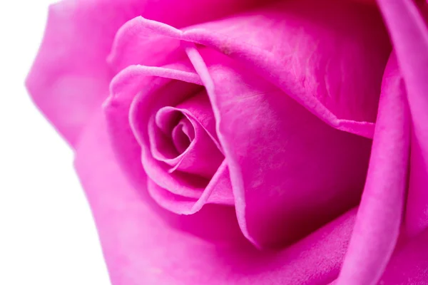 Pink rose isolated — Stock Photo, Image