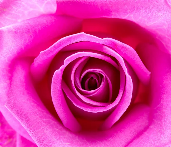 Pink rose macro — Stock Photo, Image