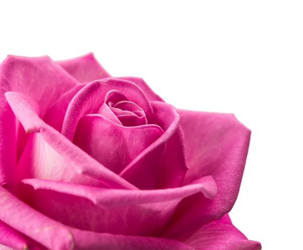 ピンクのバラは — ストック写真