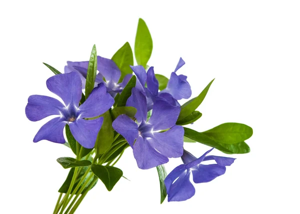 Blomma periwinkle — Stockfoto