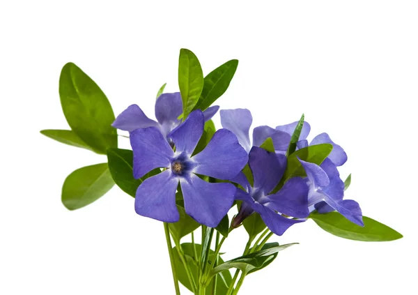 Flower periwinkle — Stock Photo, Image