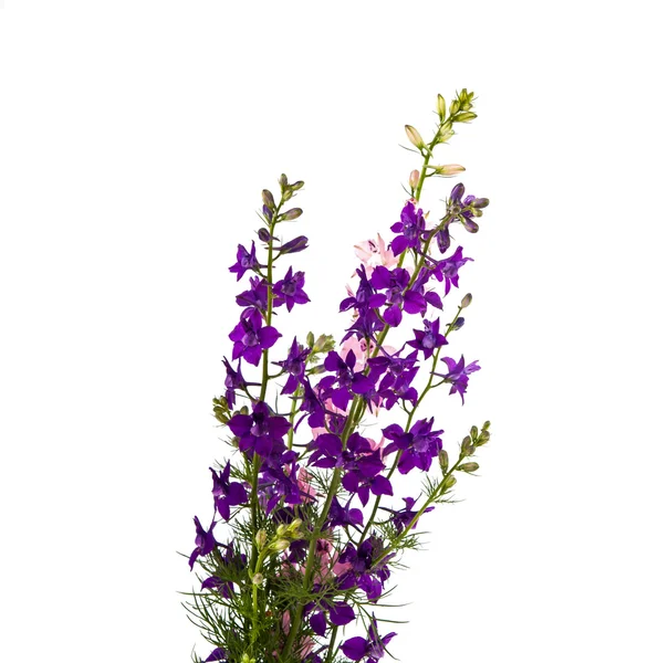 Vilda blommor isolerade — Stockfoto