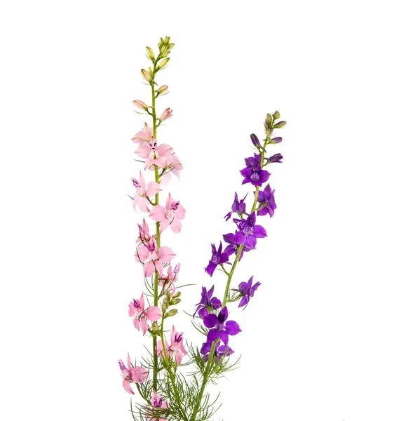 Dzikie kwiaty na białym tle — Zdjęcie stockowe