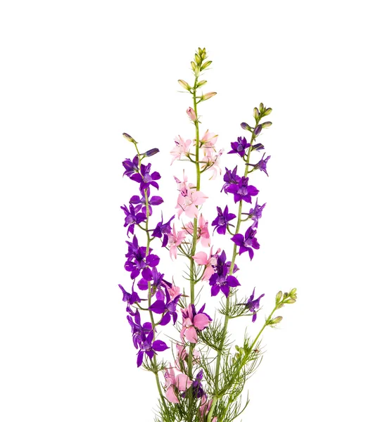 Vilda blommor isolerade — Stockfoto