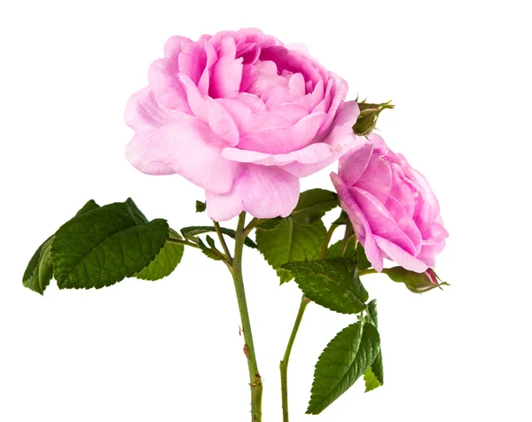 Рожеві троянди, ізольовані — стокове фото