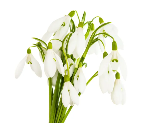 Snowdrop flowers isolated — Stock Photo, Image
