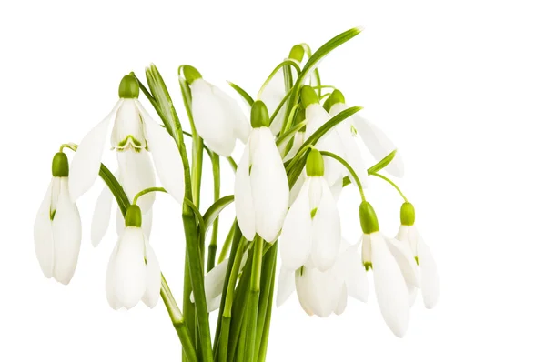 Snowdrop flowers isolated — Stock Photo, Image